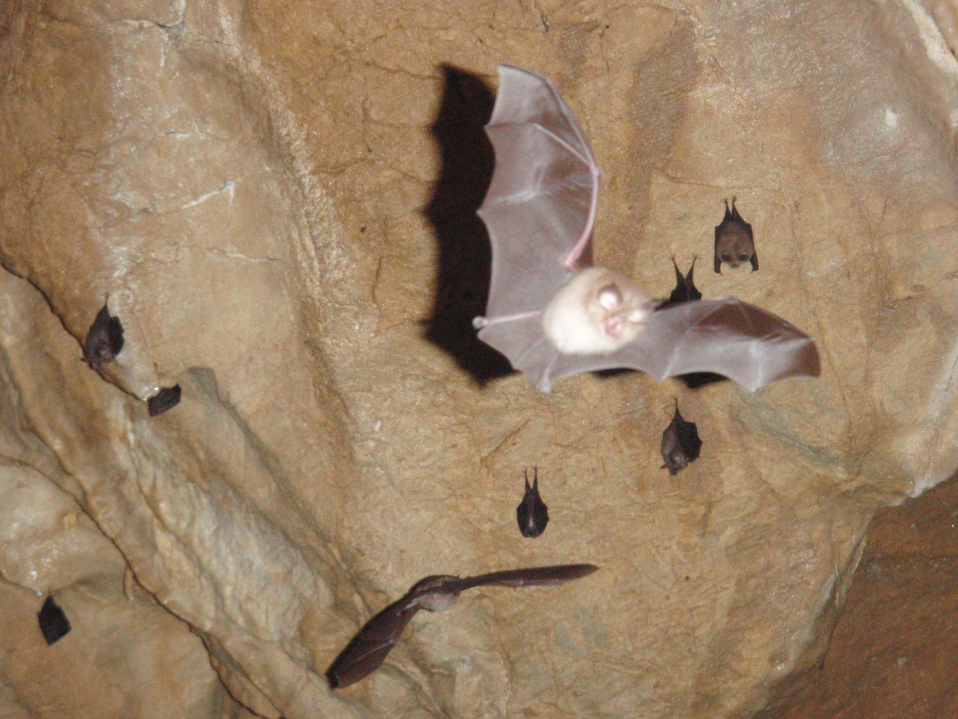 Verschiedene Fledermausarten in der Hermannshöhle 