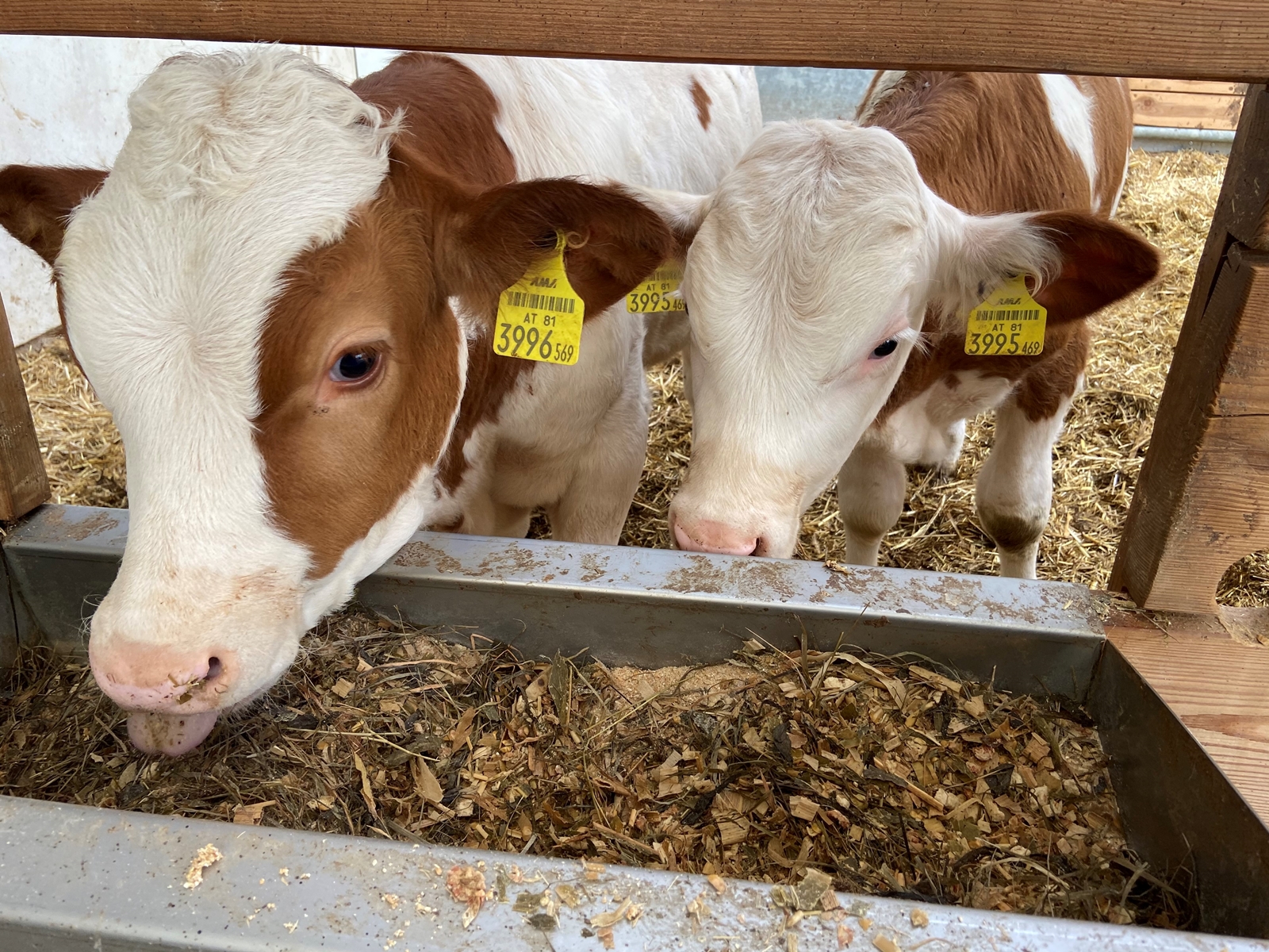 Besichtigung der Tiere im Stall 