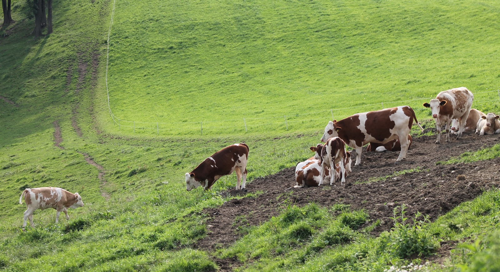 Tiere weiden am Feld 