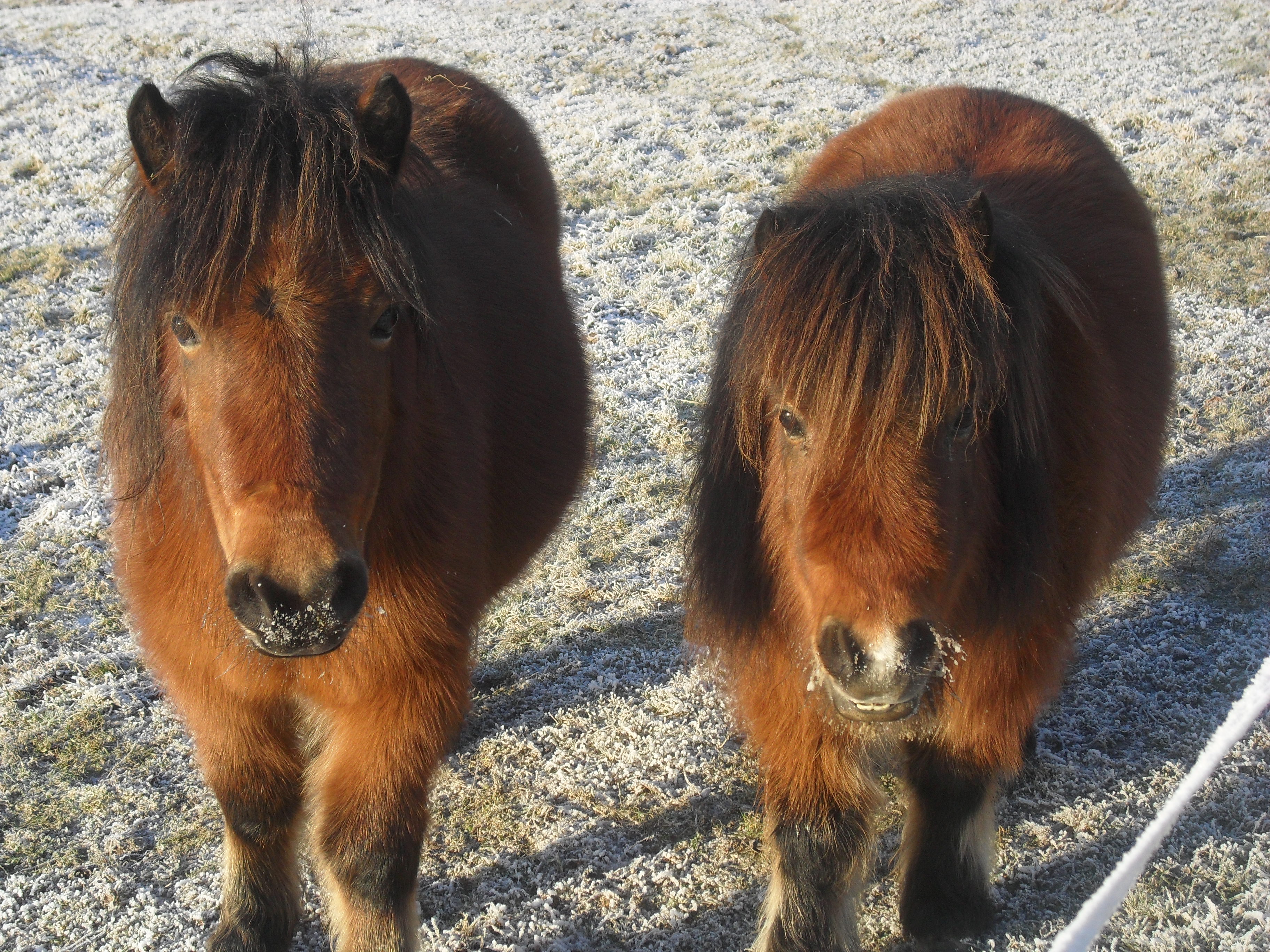 flora und fiona