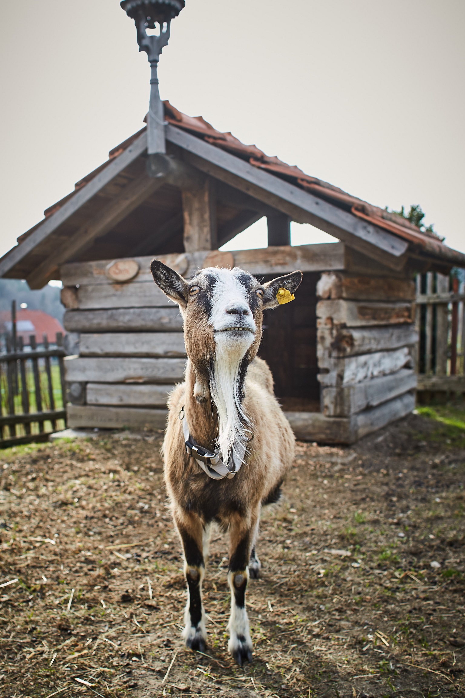 Tiere ganz nah erleben..